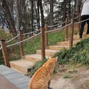 행복한고양이 | 세상 가장 행복한 고양이