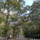 씽씽뒷고기 | 충남 보령 성주산자연휴양림 휴양관 친절방, 산책으로 좋은 편백나무 숲.
