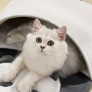 헬로판다