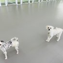 딩동댕치원 이미지