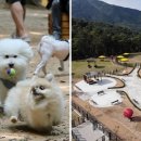 우리집 댕댕이 이미지