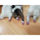 곰순이PC 네이버블로그