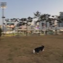 스테이영 애견학교 이미지