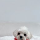 나나 애견 미용실 이미지