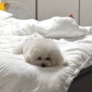 둘결