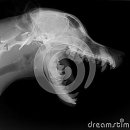 Hydrocephalus X-Ray in Dogs 이미지