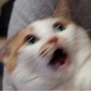 영앤링