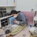 로얄캣 | [강남구고양이미용실] 고양이 미용전문 로얄캣 방문 후기