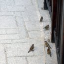 관음송 이미지