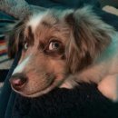 웃는 강아지 이미지