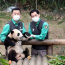 판다오라 이미지