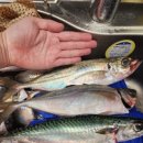 고래좌대낚시터 이미지