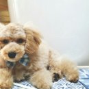 송담동물병원 이미지