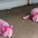 분홍강아지 이미지