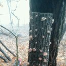 무등산버섯 이미지