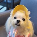 장재영외과동물병원 이미지