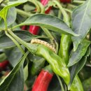 천주농장 이미지