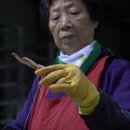 풍기인삼홍삼센터협동조합