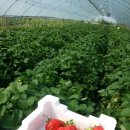 봉동2농장 이미지