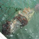해수욕장을 떨게 만드는 해파리의 침공(해파리의 종류) 이미지