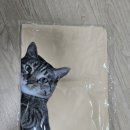 춘봉 | 언더월드 빈봉지스토어 춘봉 첨지 베개커버 구매 후기