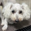 애견미용실 이미지