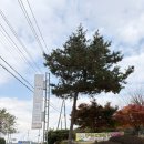 청보릿골 이미지