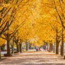 문화의 거리 및 명소화 거리 이미지