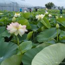 호암농장2 이미지