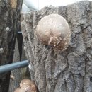 참나무원목표고버섯 조금땃어요(깐은행과합포장가능 이미지