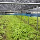 다시마 흑염소 이미지