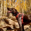 find your dog 이미지