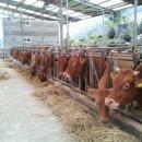 람세스한우농장 이미지