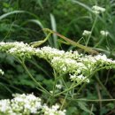 내서읍457 이미지