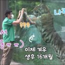 타이거벨리 이미지