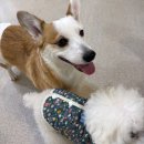 멍테소리 | 광주애견유치원 세심한 케어 체계적인 프로그램 만족 후기 "멍테소리"