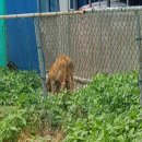 영한목장 이미지