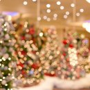 크리스마스 트리 이미지