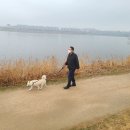 대통령공원 진돗개 이미지