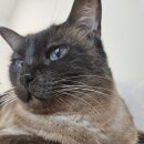 픽셀더스트 이미지