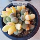 정화 뜨개방 이미지