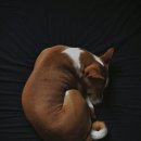 내강아지 이미지