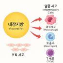 HIIT-FIT | 40대 염증다이어트의 진실: 내장지방 다이어트가 답인 이유!