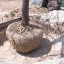 조경기능사(실기) 이미지