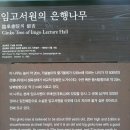 임고서원의 은행나무 이미지