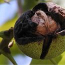 선바우농장 이미지