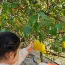 팜앤트리 | 내돈내산 | 용인 체험농장 팜앤트리 🍋 레몬 수확부터 레몬청·마들렌 아이싱까지 완벽했던 하루