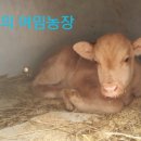 열두달축산