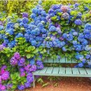 팜카밀레 이미지