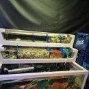 다몬 | [고려대 주변 맛집] 조개bene 내돈내산 솔직후기